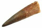 Real Fossil Spinosaurus Tooth - Composite Tooth #347204-1